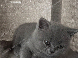 Persian Kittens