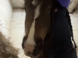 Meg - urgent sale!! cob x connemara project pony for sale