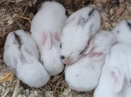 Rabbit kits
