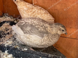 Three Beautiful POL quail (x1 celadon)
