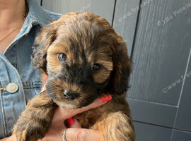 Gorgeous Jackappoo puppies
