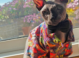 Majestic Male Sphynx Kitten
