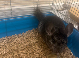 Chinchila