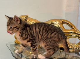 Adorable Tabby Kitten for Rehoming