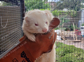 Albino hob