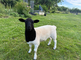Dorper Ewe lambs