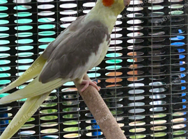 Last year cockatiels