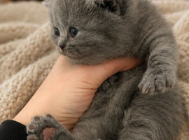 British Shorthair Pedigree Kittens