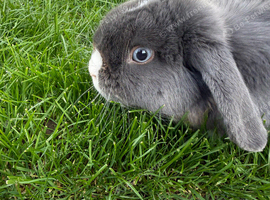 Mini lop bunny