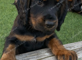Last two Beautiful cocker spaniel puppies