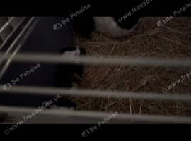 Guinea pigs