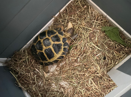 8 year old Horsefield Tortoise Female