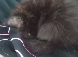 Kittens
