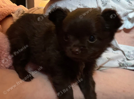 Chocolate long haired gorgeous girl
