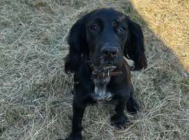 Cocker spaniel