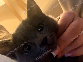 Beautiful friendly kitten