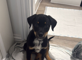 Creed - German shepmatian x Rottweiler puppy