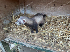 YOUNG JILL FERRETS FOR  SALE.