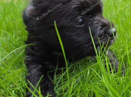Biewer Yorkshire terrier puppy