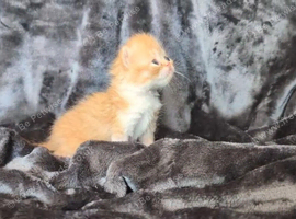 Beautiful Persian kittens