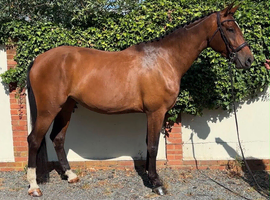 17.1hh KWPN 4-Year-Old Mare