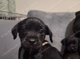 Border Terrier x Patterdale Terrier Puppies