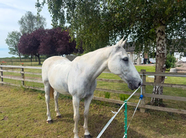 COMPANION WANTED ON FULL LOAN