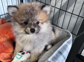 Female pomeranian