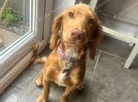 6-Month-Old Female Cockapoo - Looking for Her Forever Home