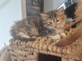 3/4 maine coon kittens