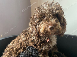 Cockapoo puppies