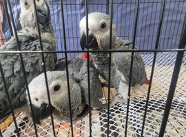Hand-Reared Baby African Grey Parrot Looking for Forever Home