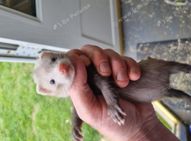 2 young male bonded micro ferrets to rehome