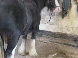 Casper 13hh Black Blagdon Gelding