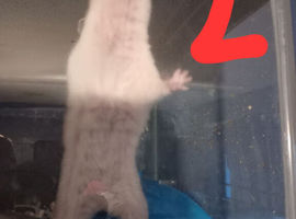 I have 3 Syrian hamster for sale