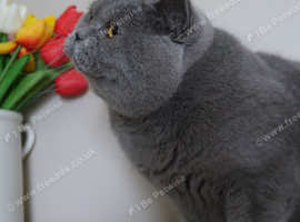 ACTIVE Gccf&Tica Blue stud