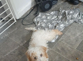 Cockapoo Puppy 6 month old