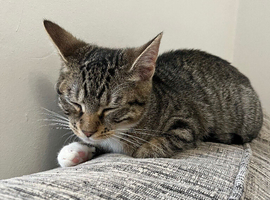 Female cat around 6 months old