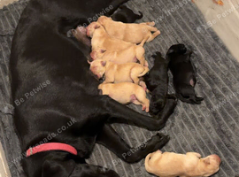 6 Labrador retrievers left