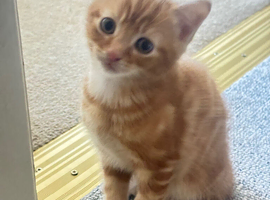 I beautiful male Ginger kitten for sale