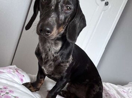 1 year old male dog