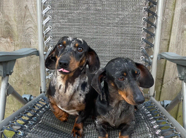 Miniature dachshund
