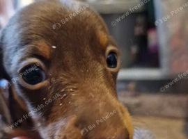 Mini dachshund puppy