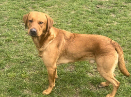 Fox red lab for stud