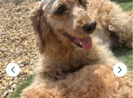 Beautiful cockapoos girl