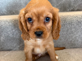 Health tested cavalier King Charles