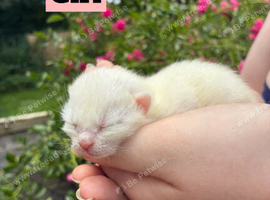 White and grey kittens