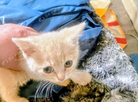 British short haired kittens ready