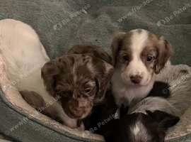 Lovely Litter Of Cocker Spaniel