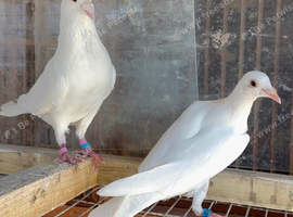 White long distance racing pigeons